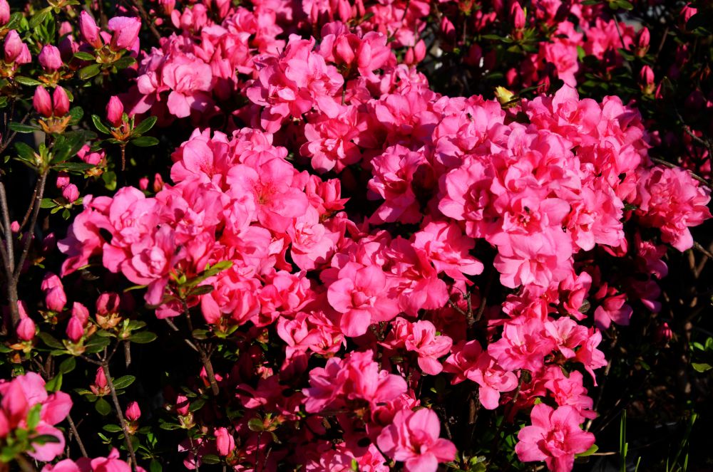 Torf kwaśny - idealne podłoże dla azalii i rododendronów
