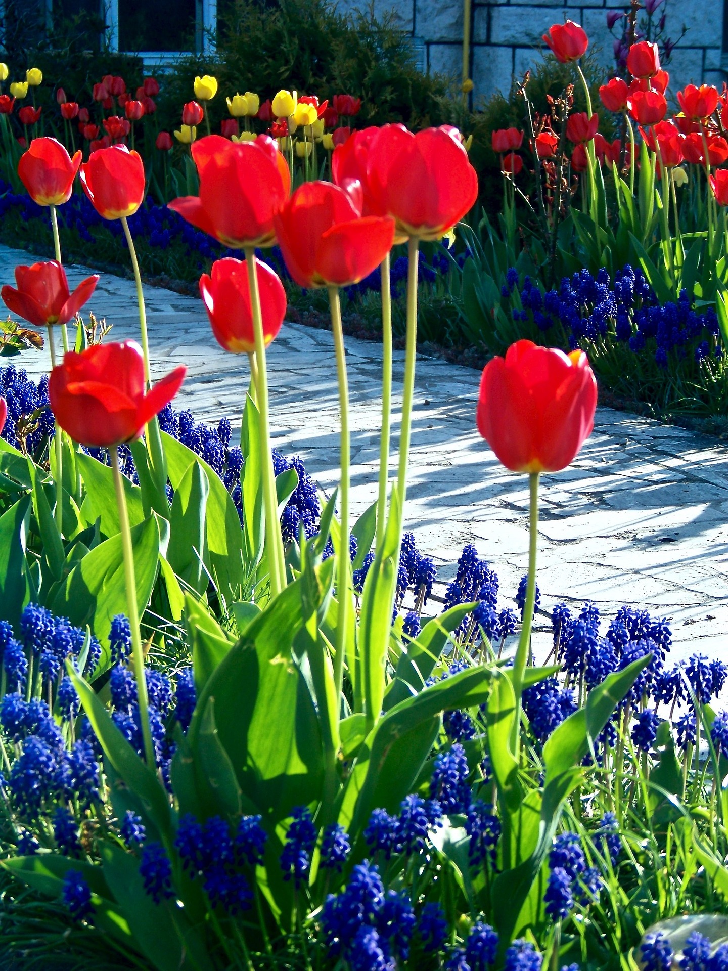 Kompozycja tulipanów i szafirków