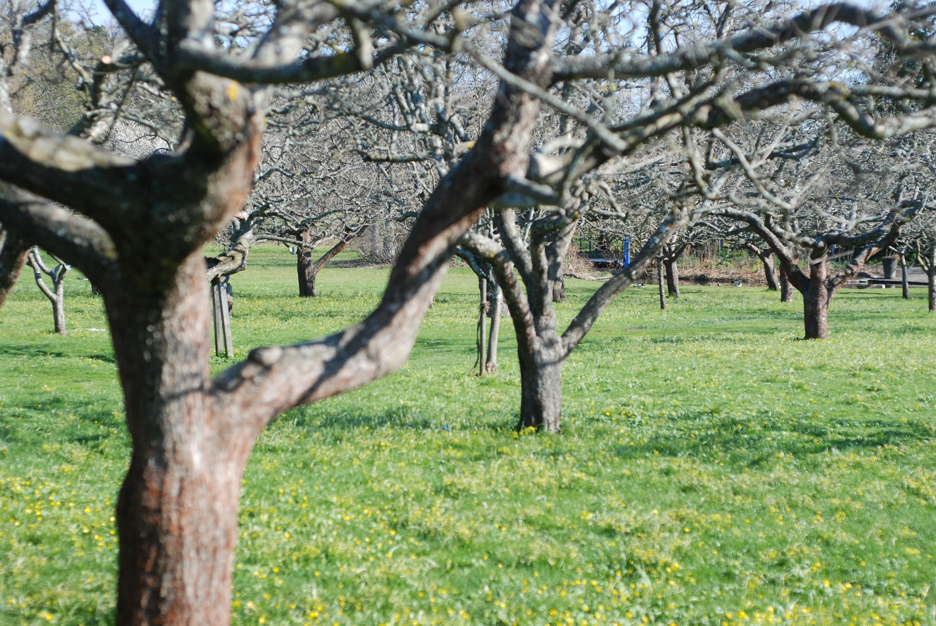 Wiosenne opryski drzew owocowych