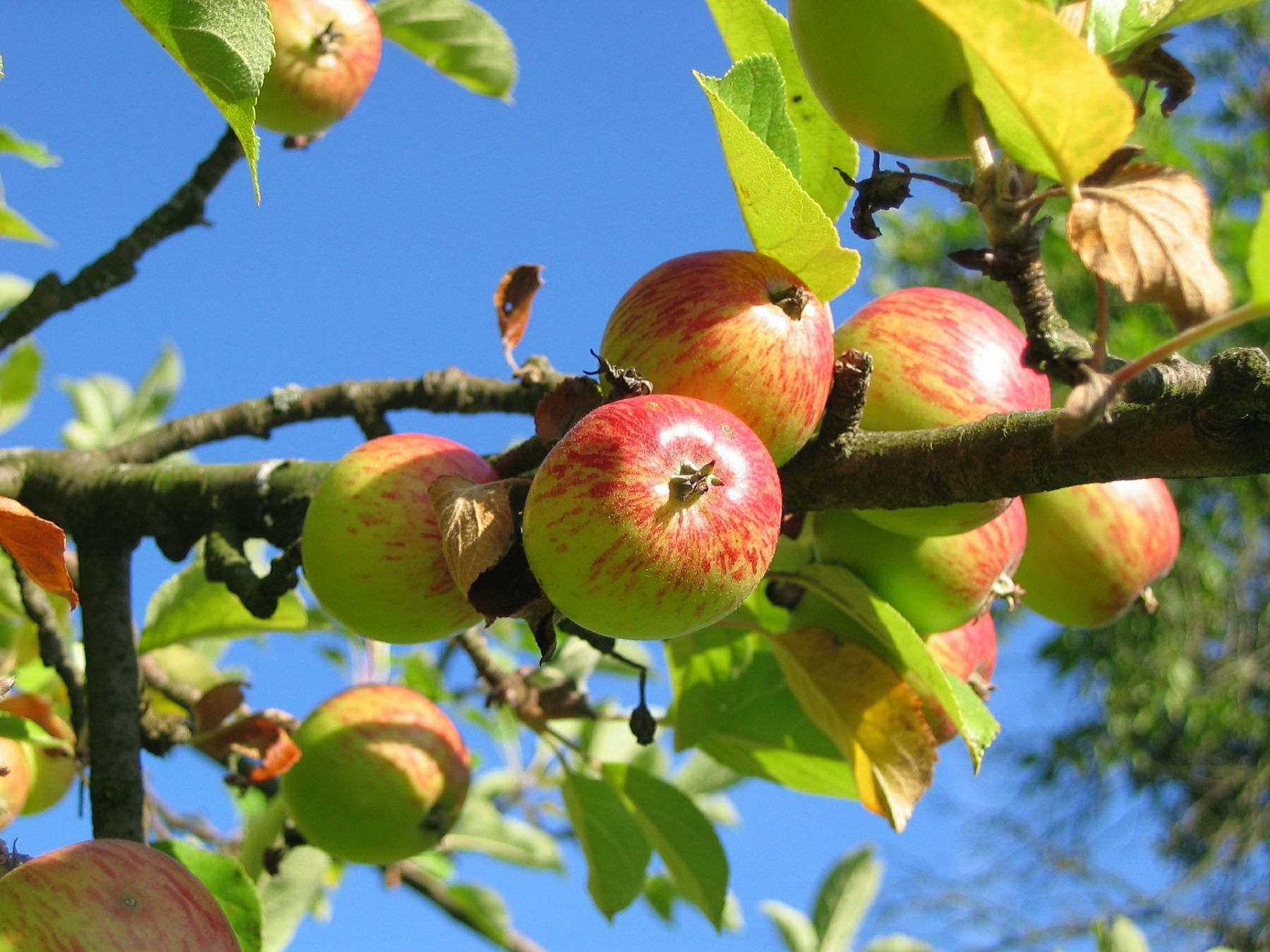 Stare odmiany jabłoni - niezapomniany smak dzieciństwa